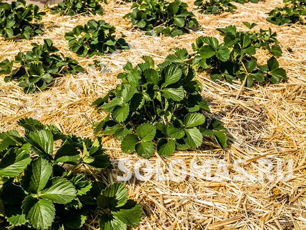 СОЛОМА в компактной упаковке 5 кг. Продажа с доставкой. Купить солому в ...